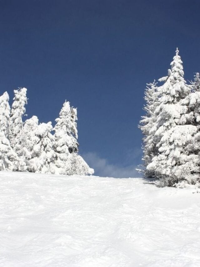 Snow Covered Trees