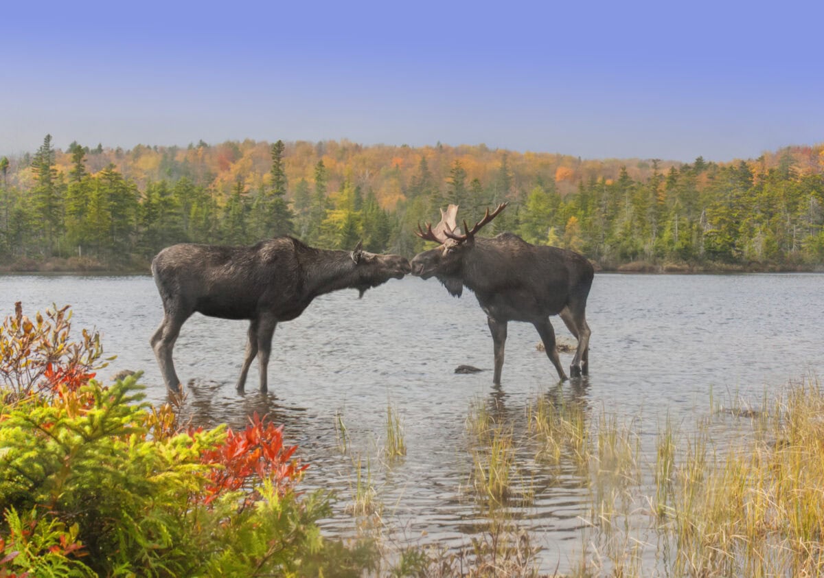 18 Reasons NOT to Visit Maine in the Fall 6 Moose,Smooch,-,A,Cow,And,Bull,Moose,Touch,Noses