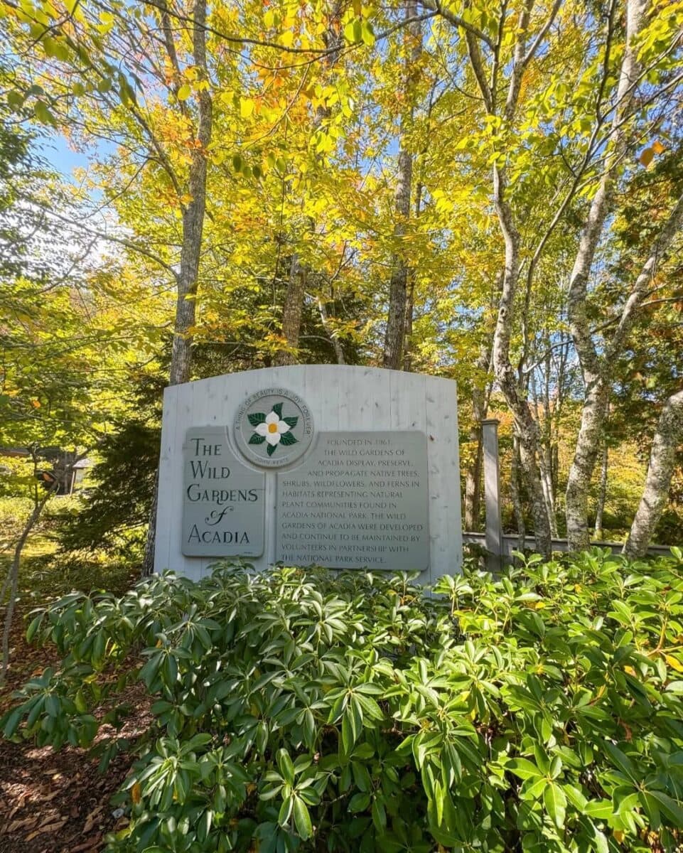 7 BEST Things to Do in the Wild Gardens of Acadia This Year 8 Wild Gardens of Acadia-kayla_paradis