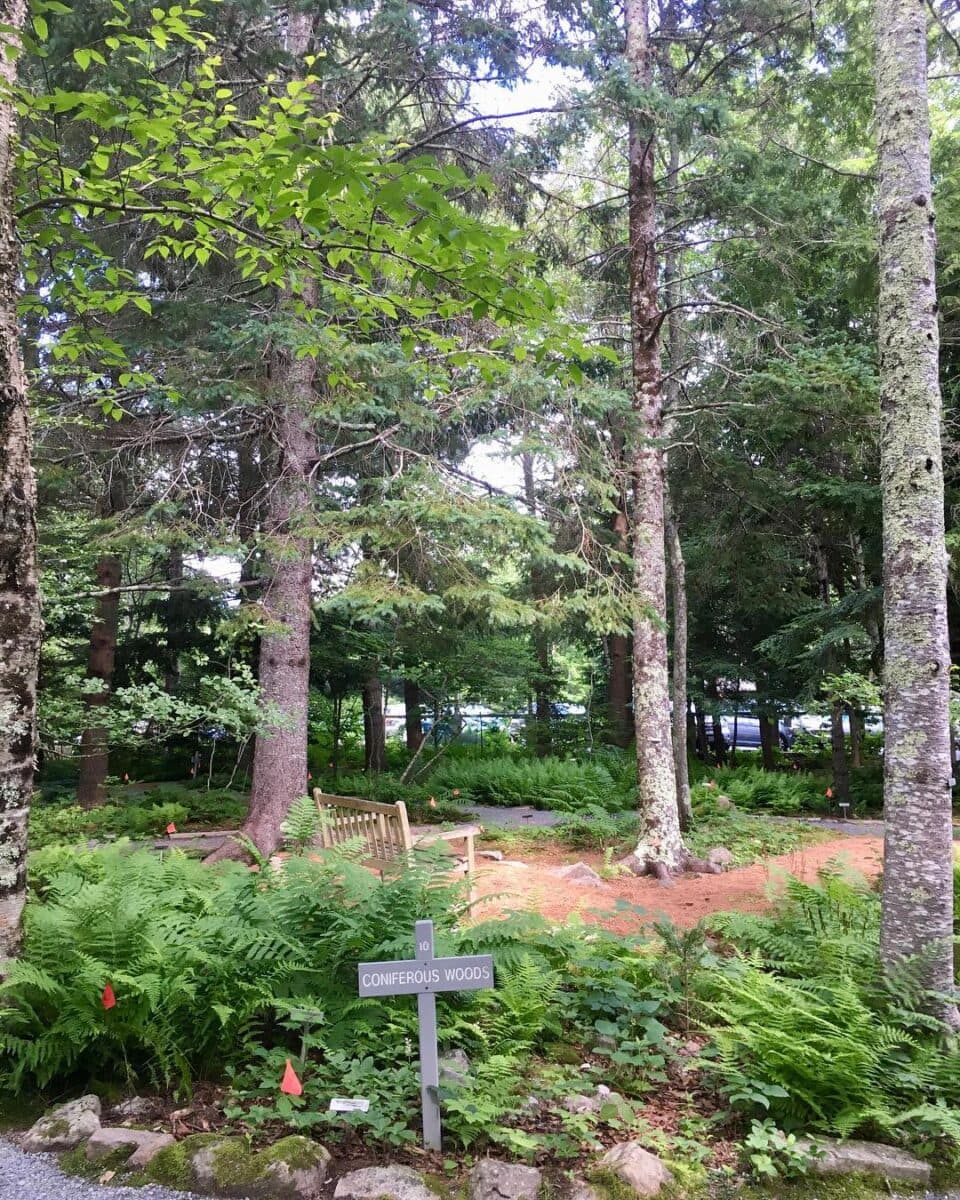 7 BEST Things to Do in the Wild Gardens of Acadia This Year 4 Wild Gardens of Acadia-theglobalghanagirl