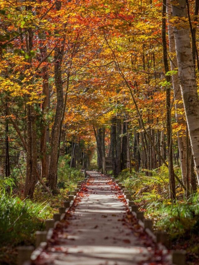 Jesup Path-Acadia National Park-fall