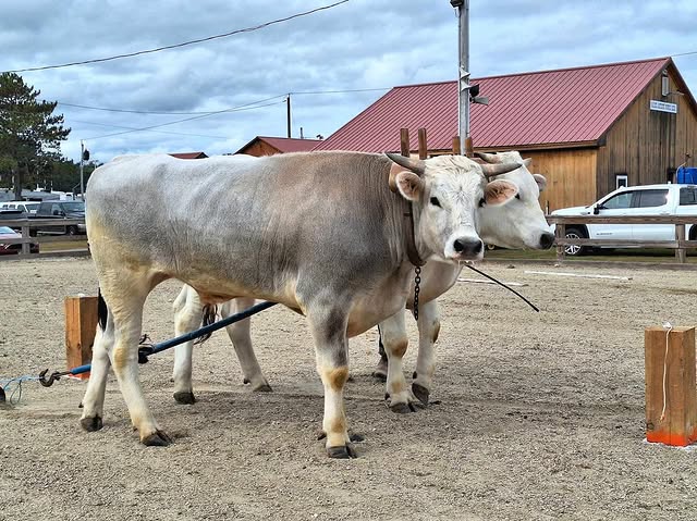 Cumberland County Fair Ox Pulling