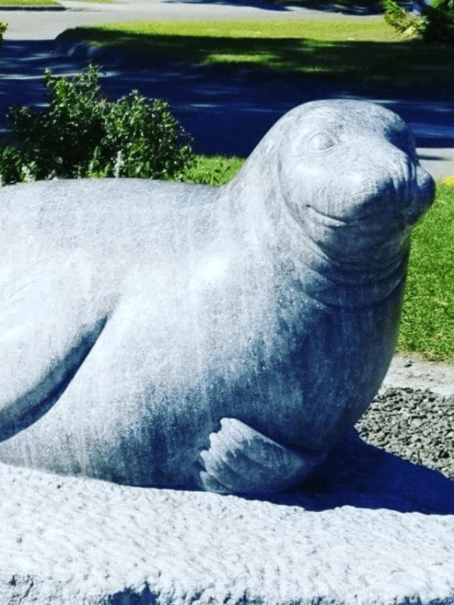 Andre the Harbor Seal-Rockport Maine