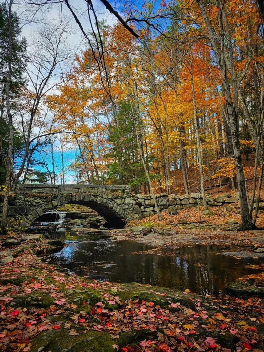Hidden Gems & Popular Favorites: Our Go-To State Parks in Maine for Outdoor Adventures 10 Vaughan Woods