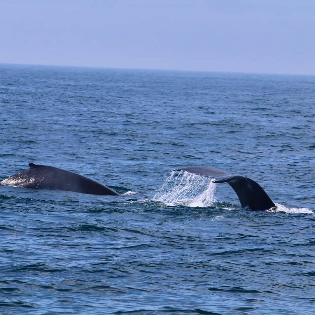 Bar Harbor Whale Watch Co.